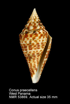 Conus praecellens.jpg - Conus praecellensA.Adams,1855